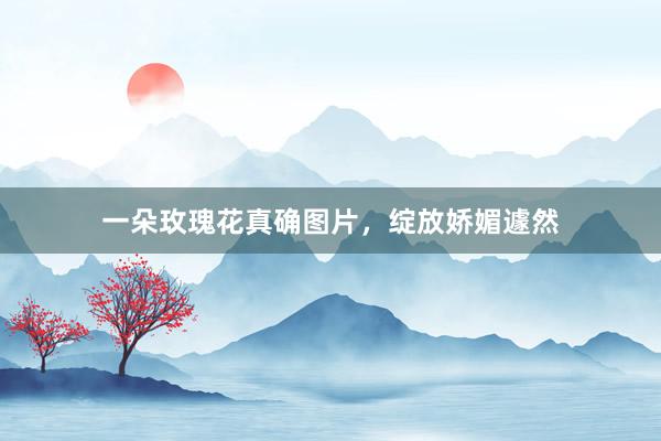 一朵玫瑰花真确图片，绽放娇媚遽然